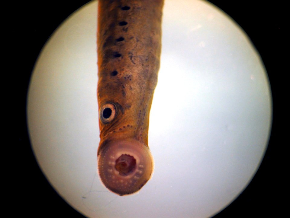 Alaska Brook Lamprey
