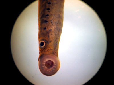 Alaska Brook Lamprey
