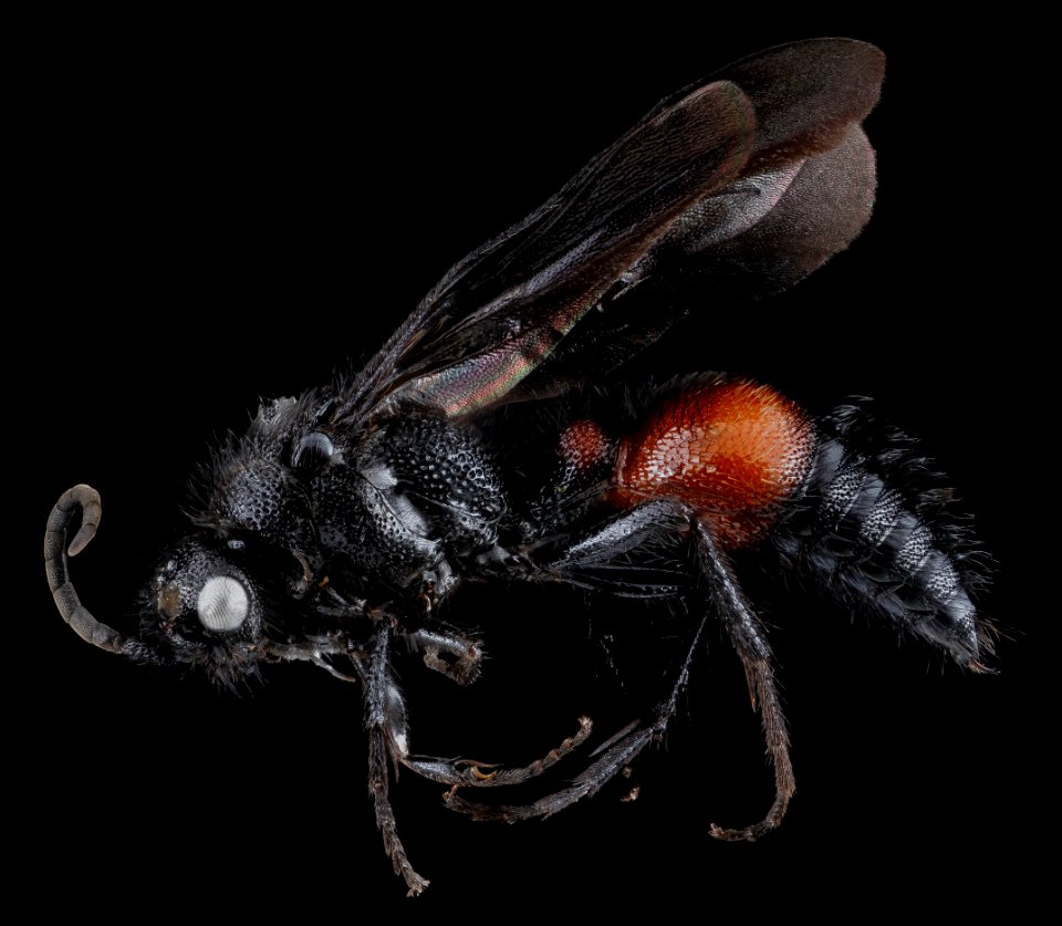 Mutillid Wasp, male, side, Georgia, Camden County 2013-02-08-16.48.46 ZS PMax