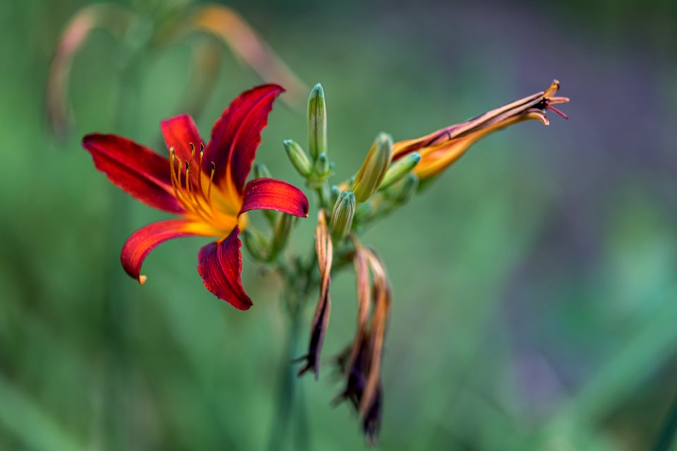 Blumen gehen immer photo