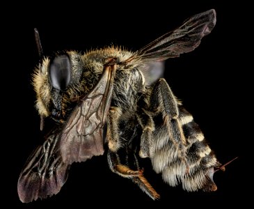 Megachile rotundata, F, Side, MD, Cecil County 2013-07-08-18.43.37 ZS PMax