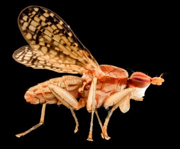 Trypetoptera canadensis, side, md, upper marlboro 2014-06-04-12.01.04 ZS PMax photo