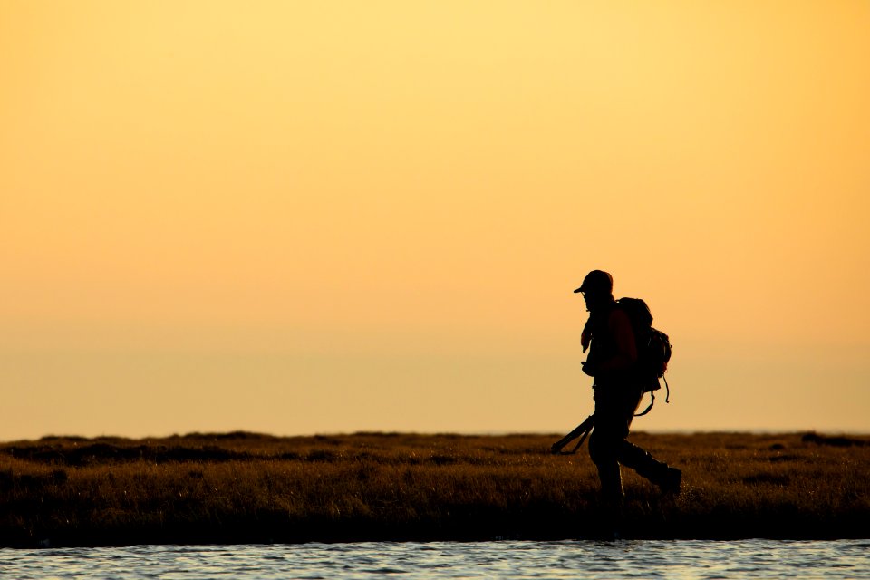 Biologist searches for bird nests  - Arctic Bird Fest 2019