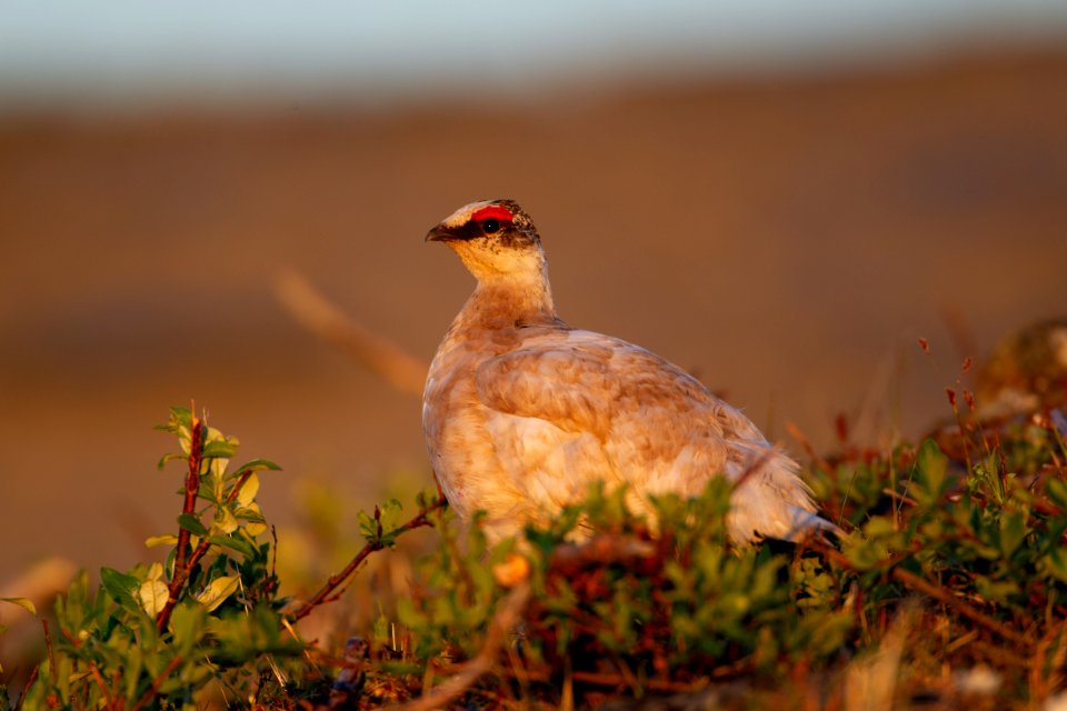 Male rock ptarmigan photo