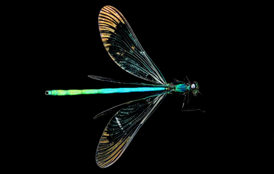 Ebony Jewelwing Damselfly, U, Wings 2, PG County, Maryland 2013-06-12-16.17.42 ZS PMax