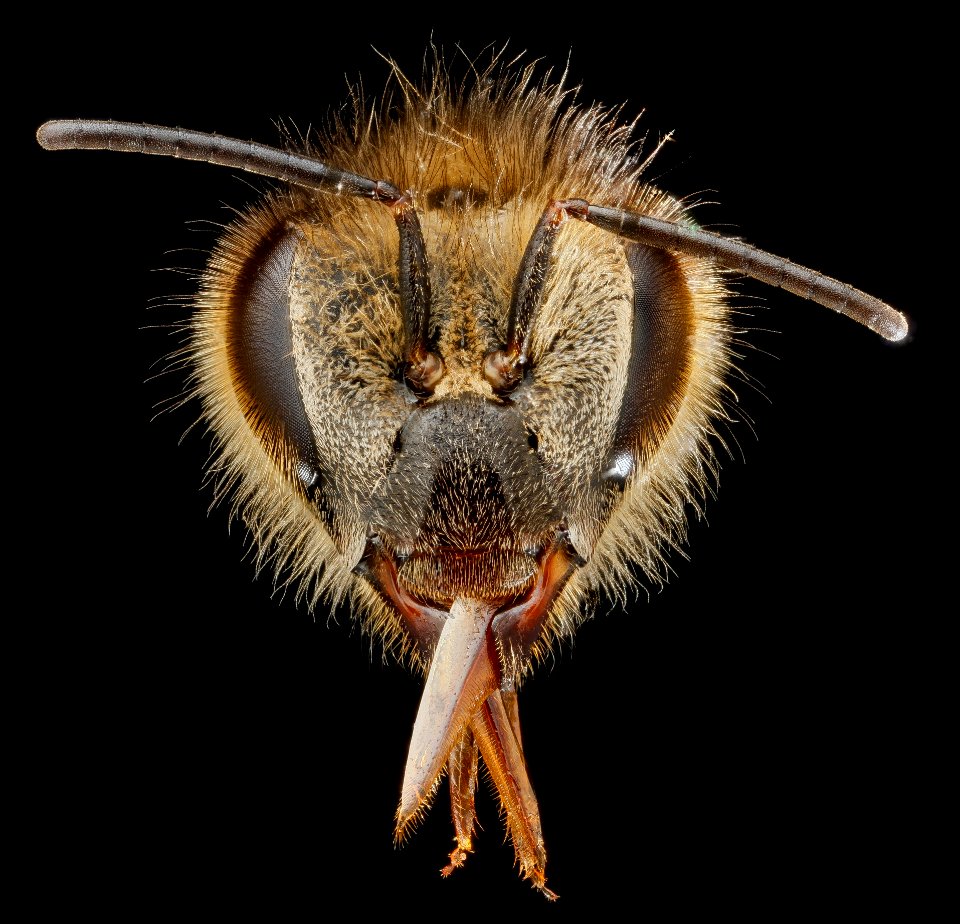 Apis mellifera, F, face, Maryland, Beltsville 2013-04-25-16.35.09 ZS PMax