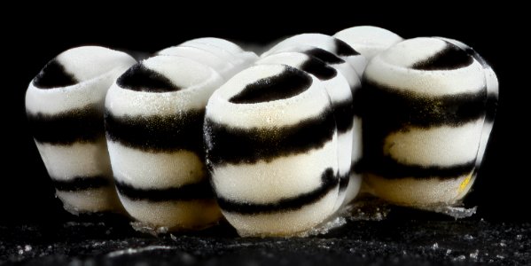 Murgantia histrionica, eggs, side without leaf 2013-03-08-14.53.54 ZS PMax