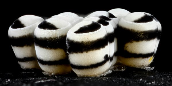 Murgantia histrionica, eggs, side without leaf 2013-03-08-14.53.54 ZS PMax photo