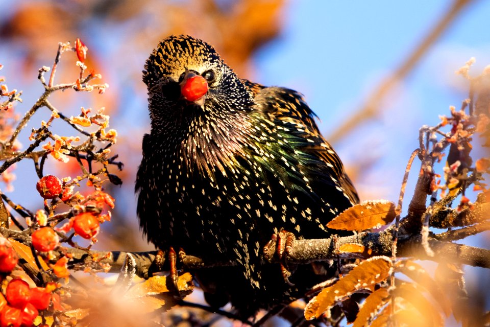 European starling