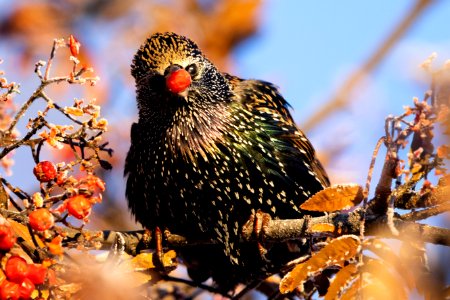 European starling