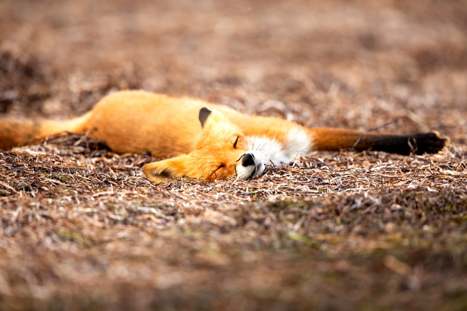 Red fox at Izembek Lagoon