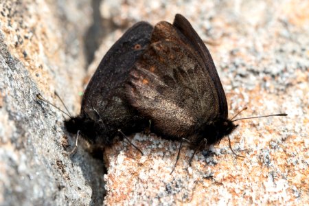 Disa alpines mating