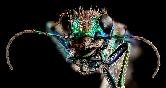 Cicindella limbalis, face, u, Allegany, MD 2019-05-31-18.44.10 ZS PMax UDR