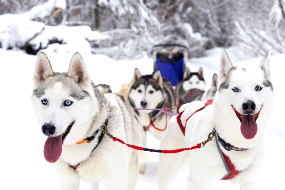 Recreational dog mushing in the snowy forest.