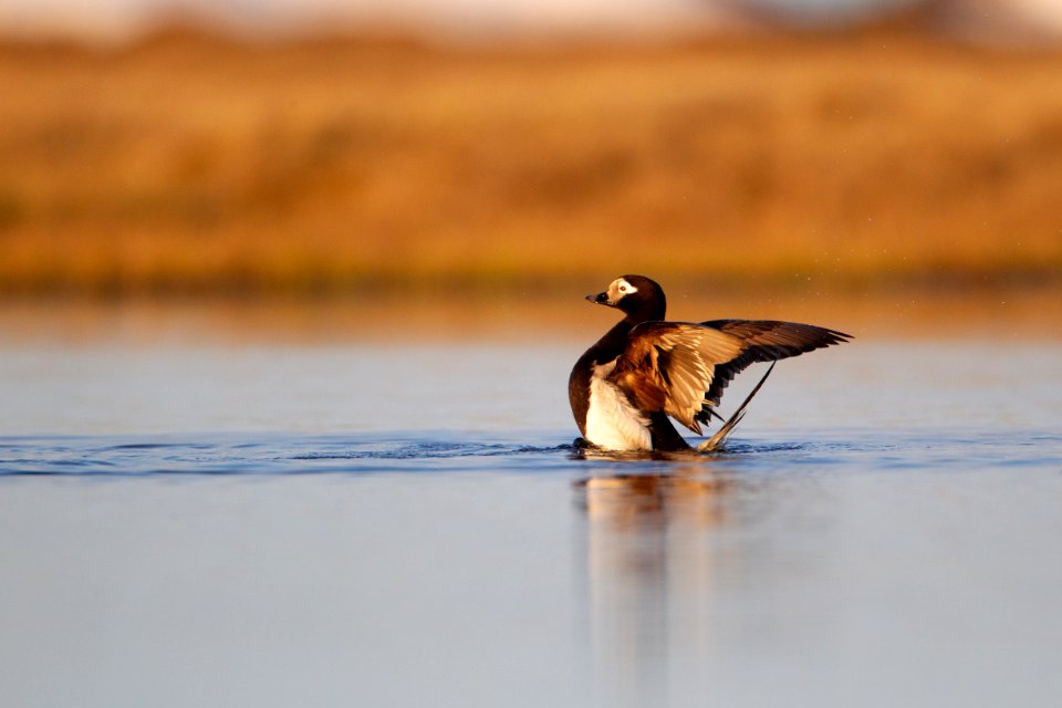 Long-tailed duck flap