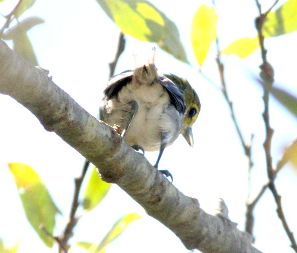 VIREO, YELLOW-THROATED (9-3-07) oceano, slo co -003
