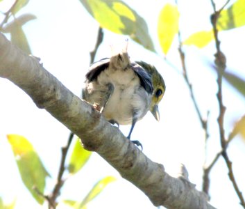 VIREO, YELLOW-THROATED (9-3-07) oceano, slo co -003