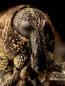 Rhinoncomimus latipes, face 2015-06-24-15.24.38 ZS PMax UDR