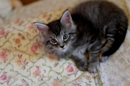 Chatons GALIT 13.12.2015 - Février 2016