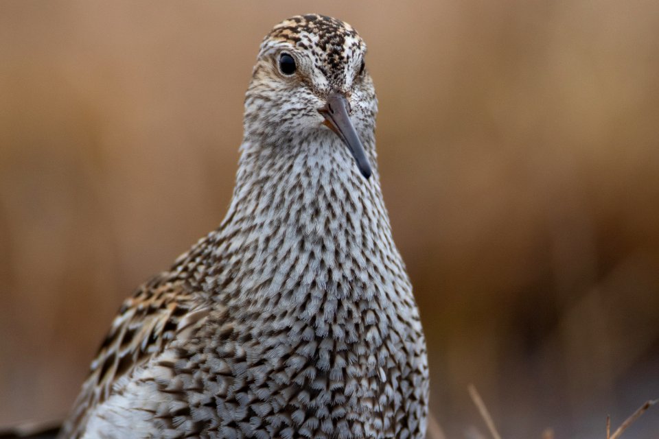 Pectoral sandpiper close-up
