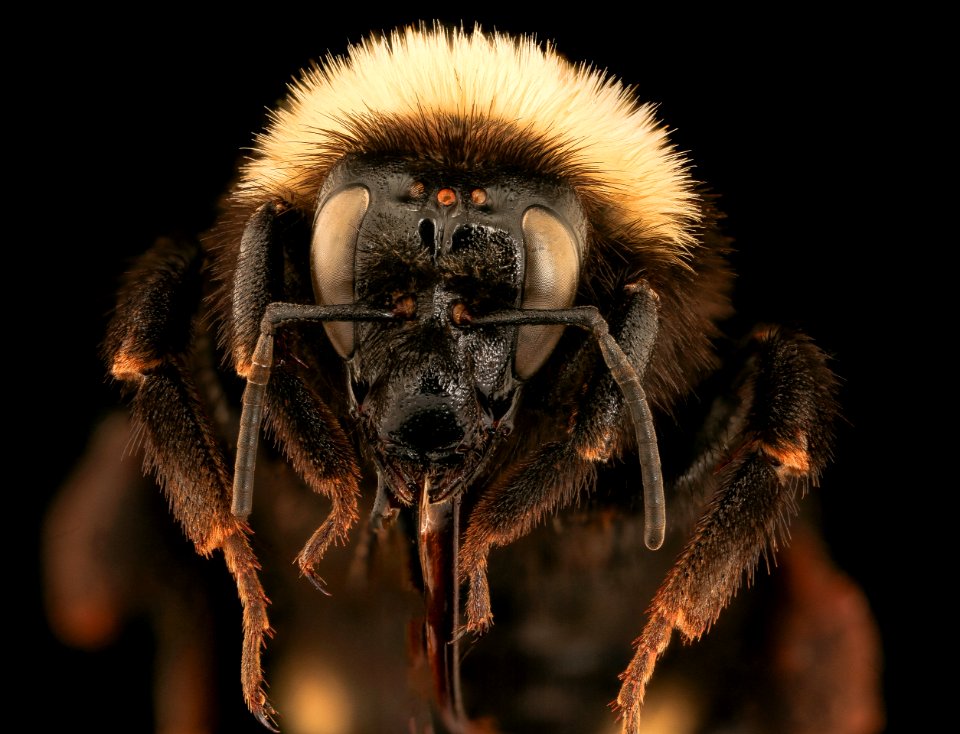 Bombus californicus,  f, face, Yolo Co, CA 2019-03-21-19.28.30 ZS PMax UDR