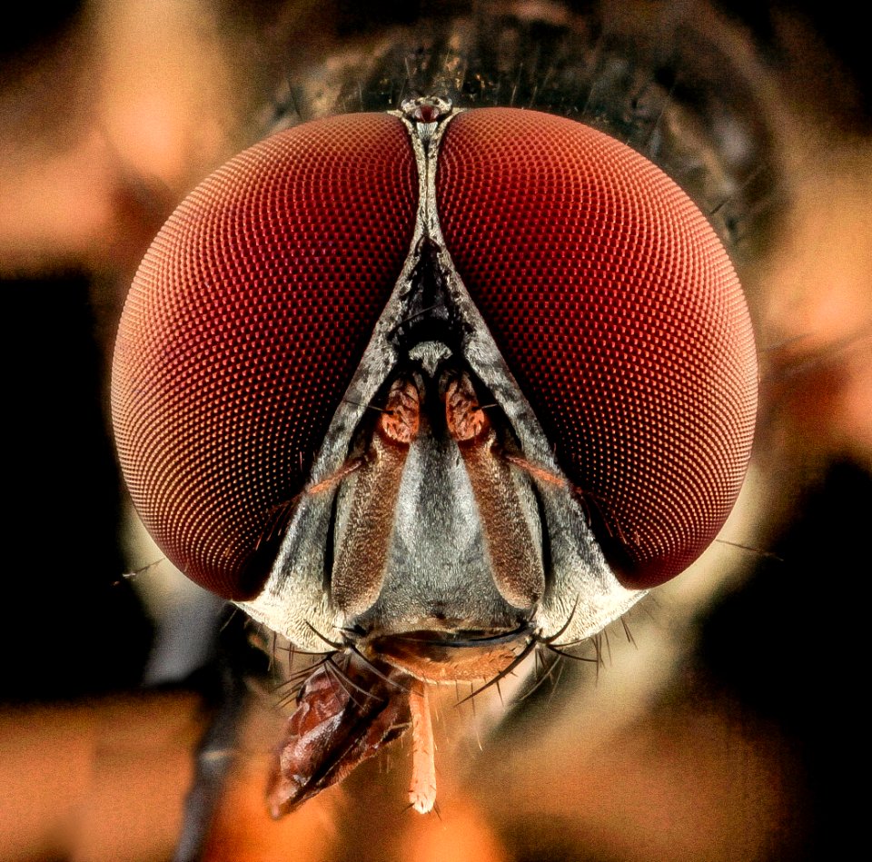 Fly, face, Upper Marlboro 2013-10-08-23.00.37 ZS PMax