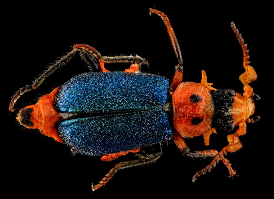 Collops bipunctatus, U, Back, SD, Pennington County 2013-07-15-16.27.08 ZS PMax