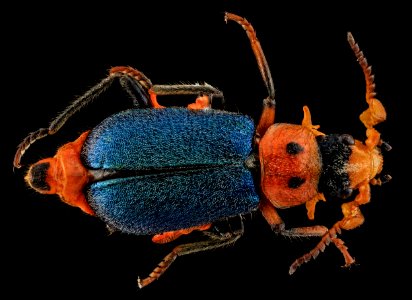 Collops bipunctatus, U, Back, SD, Pennington County 2013-07-15-16.27.08 ZS PMax