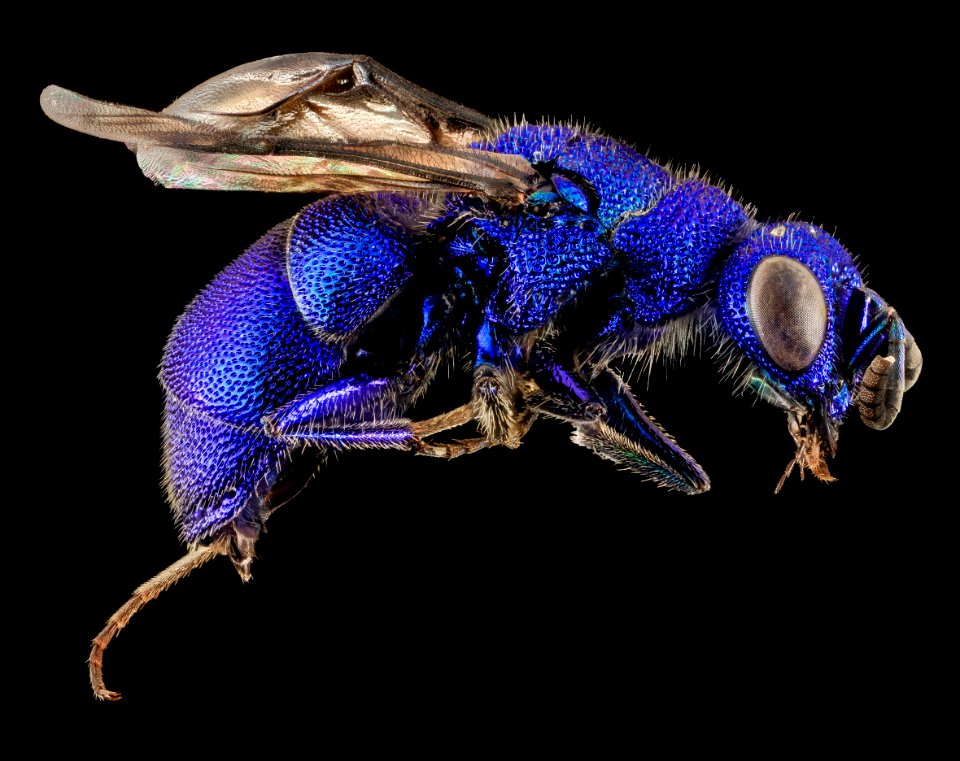 Ceratochrysis declinus Bohart, U, Side, MD, Baltimore County 2014-02-28-11.56.47 ZS PMax