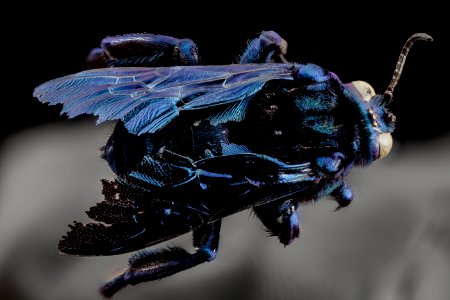 Acanthopus excellens, f, back, brasil 2014-08-06-13.11.53 ZS PMax