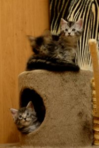 Chatons GALIT 13.12.2015 - Février 2016