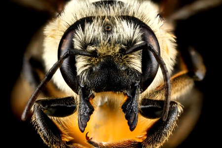 Megachile latimanus, face 2012-07-13-18.17.33 ZS PMax