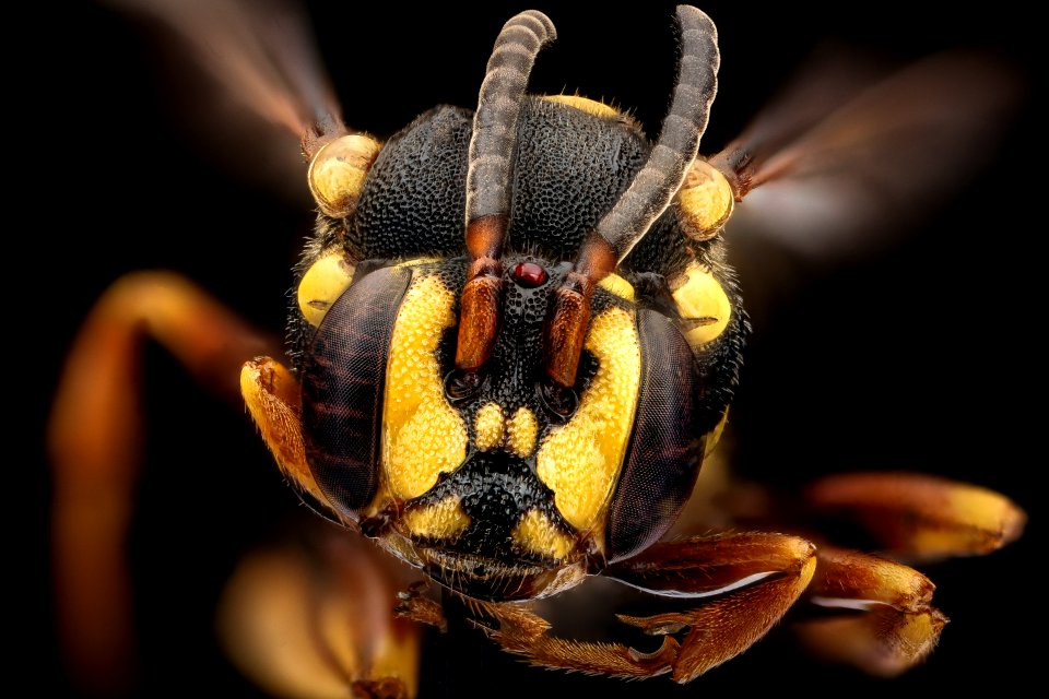 Nomada graenicheri, f, face, Buckingham Co., VA 2018-06-20-17.16.19 ZS PMax UDR
