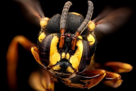 Nomada graenicheri, f, face, Buckingham Co., VA 2018-06-20-17.16.19 ZS PMax UDR