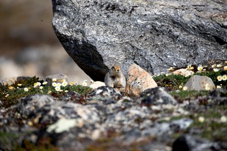 Arctic ground squirrel photo