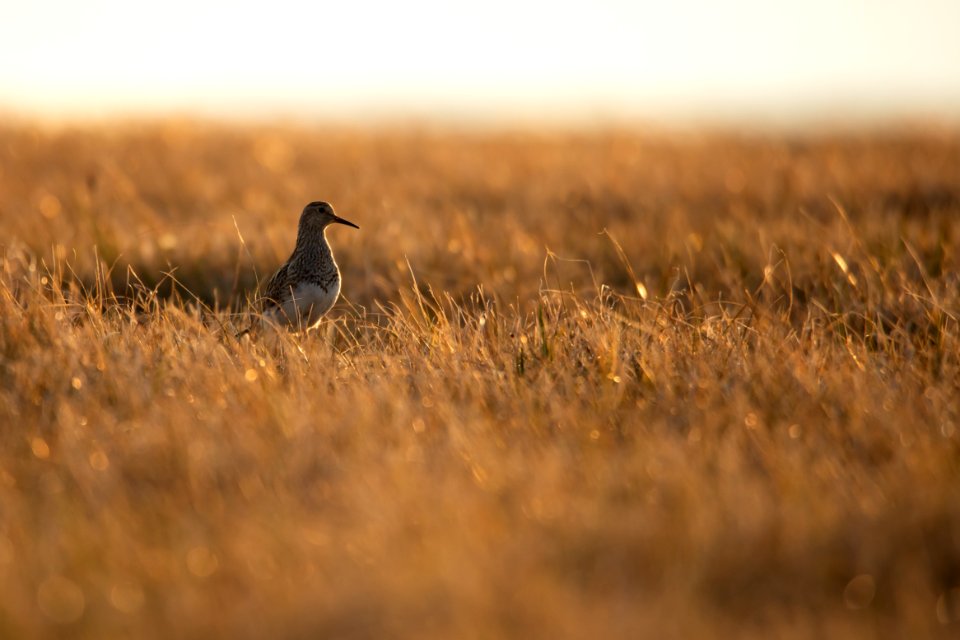 Pectoral Sandpiper in the midnight sun - Arctic Bird Fest 2019