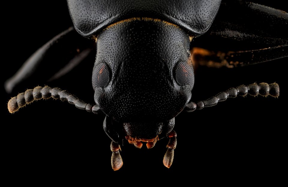 Darkling Beetle, head, Upper Marlboro 2013-10-08-22.41.15 ZS PMax