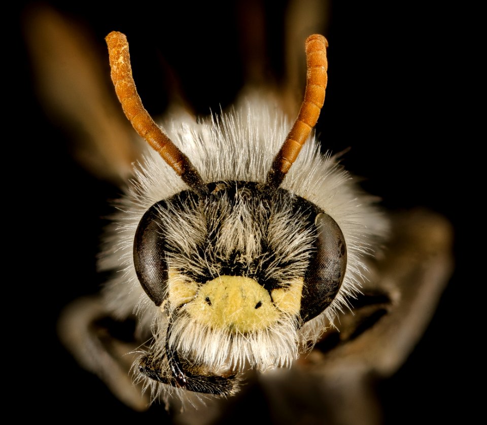 Andrena wellesleyana, m, face, Middlesex Co, MA 2016-02-09-11.45