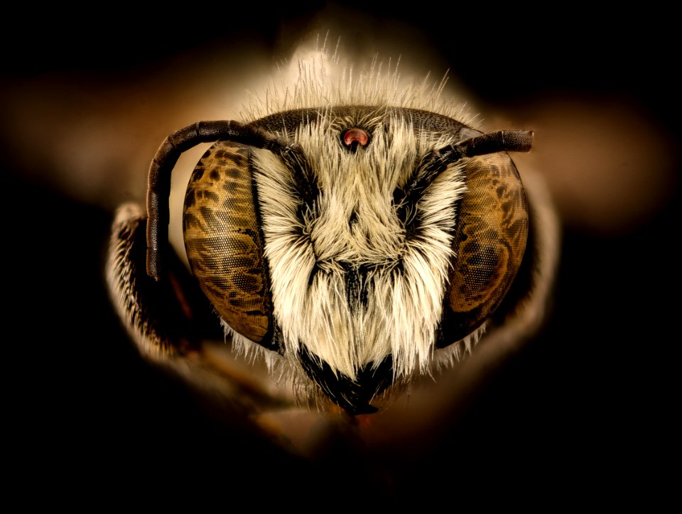 Megachile townsendiana, m, face, Mariposa CA 2017-08-02-15.18