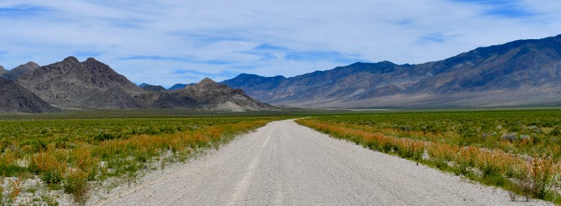 Globemallow along a dirt road in Nevada photo