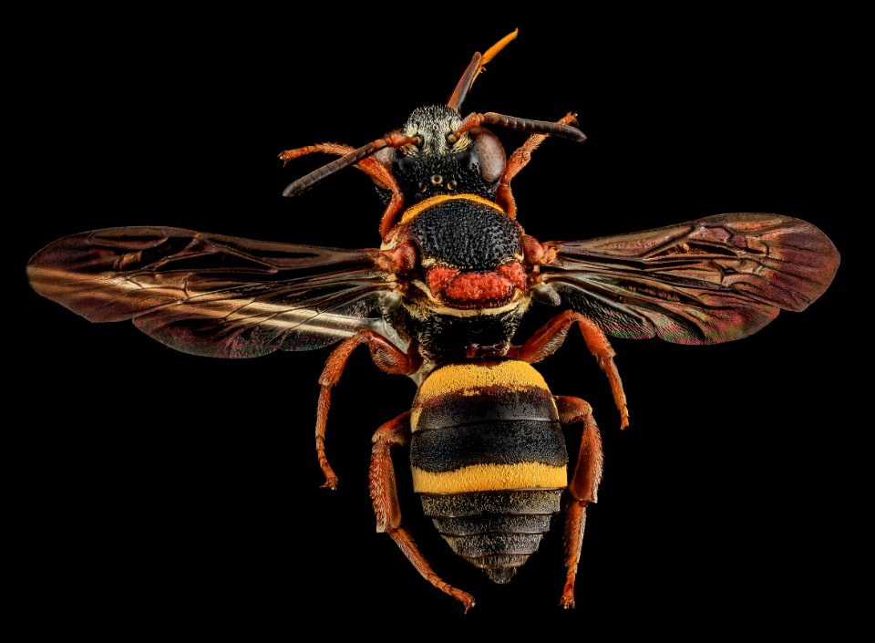 Epeolus bifasciatus, F, Back, SD, Pennington County 2013-07-15-16.32.30 ZS PMax