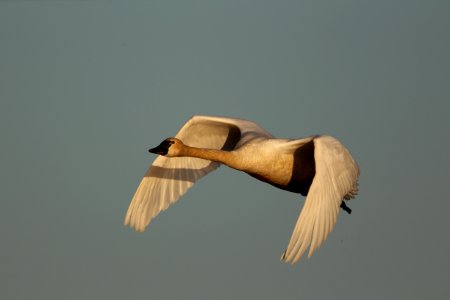 Tundra swan in flight photo