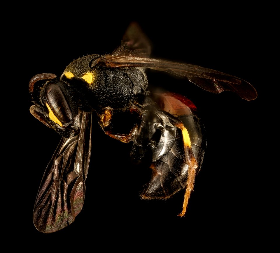 Hylaeus ornatus, F, Side1, MD, Dorchester County 2015-09-17-10.58.21 ZS PMax UDR