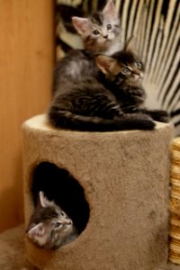 Chatons GALIT 13.12.2015 - Février 2016