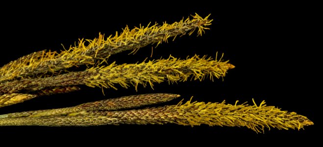 sedge from finzel, md 2014-05-16-16.21.03 ZS PMax photo