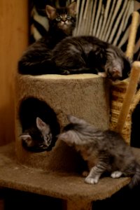 Chatons GALIT 13.12.2015 - Février 2016