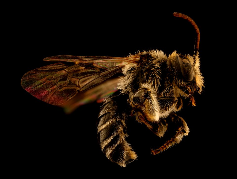 Macropis nuda, side, m, ma, veit powerline 2018-11-02-15.42.19 ZS PMax UDR