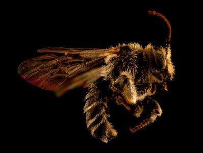 Macropis nuda, side, m, ma, veit powerline 2018-11-02-15.42.19 ZS PMax UDR