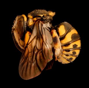 Anthidiellum notatum, m, left, Yolo, CA 2019-03-22-08.47.23 ZS PMax UDR