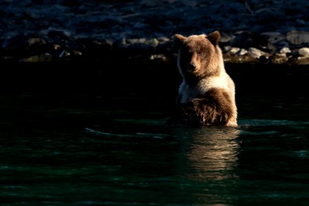 Kenai bear cub photo